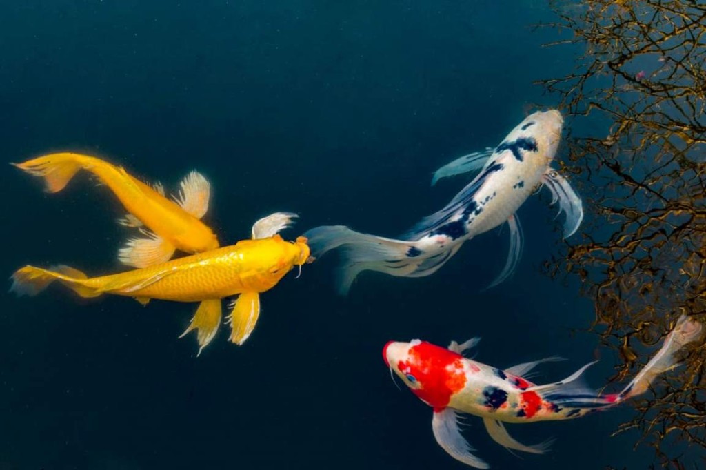 5 Jenis Ikan Koi untuk Dipelihara Di Rumah, Warnanya Super Cantik
